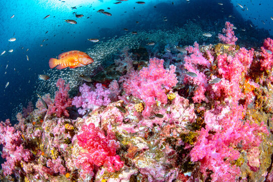 Beautiful underwater landscape with pink soft coral, school of fish and coral grouper at Richelieu Rock, a famous dive site of Andaman sea in Thailand.