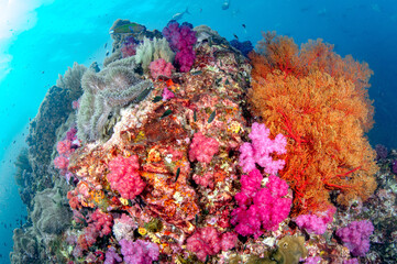 Colorful coral reef with soft coral, gorgonian sea fan and anemone on the top of pinnacle at Richelieu Rock, a famous dive site of Andaman sea in Thailand. © zephyr_p