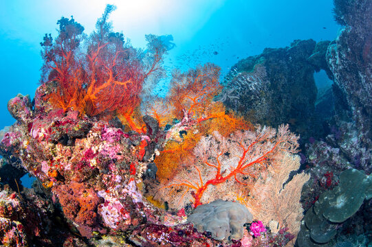 Beautiful underwater landscape with colorful gorgonian sea fan coral on the pinnacle at Tachai island, one of the famous dive areas in Andaman sea in Thailand.