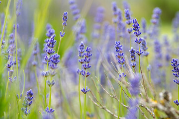 Obraz premium Blooming lavender flowers with soft background