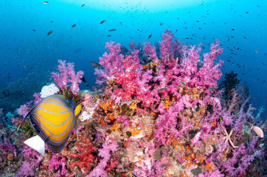 Beautiful underwater landscape with pink soft coral blue ring angelfish and school of fish at Richelieu Rock, a famous dive site of Andaman sea in Thailand.