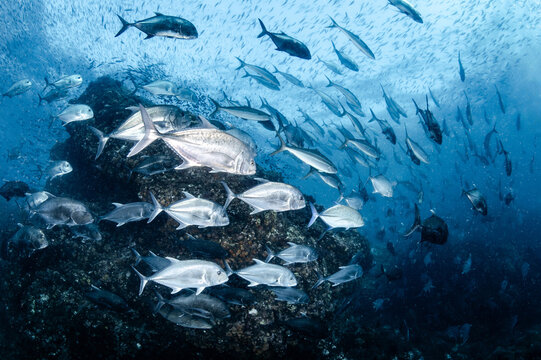 School of jackfish and rainbow runner swimming in the blue water at Richelieu Rock, a famous dive site of Andaman sea in Thailand. Indian ocean marine life in underwater world