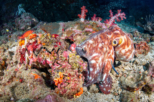 Octopus camouflage on coral reef at Similan national park, a famous dive area in Thailand. Invertebrate in the sea. Underwater marine life behavior