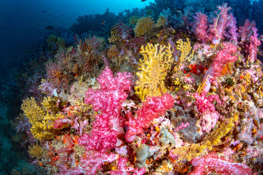Colorful coral reef covered with pink soft coral and yellow finger gorgonian. Beautiful landscape underwater at Richelieu Rock, the most popular dive site in Andaman sea, Thailand.