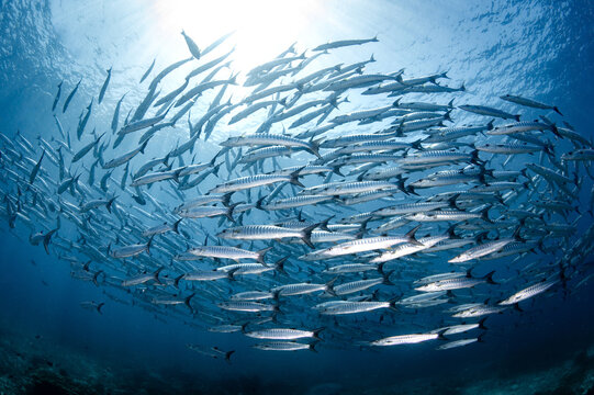 Massive school of barracuda swimming together in crystal clear water of Andaman sea. Barracuda schooling as a cyclone in Similan National Park, Thailand. Marine life predator behavior. World ocean day