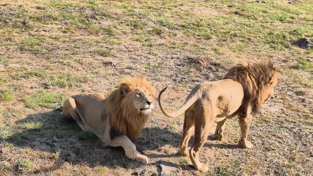 On the African savanna, a male lion is playing with another lion's tail