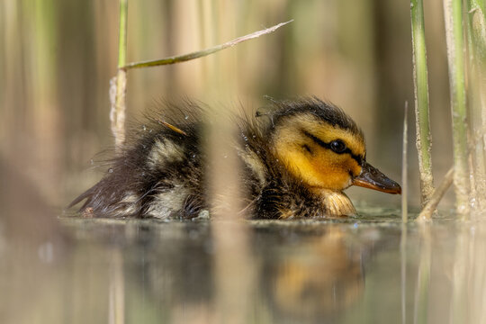 Fluffy duckling enjoys a peaceful spring swim