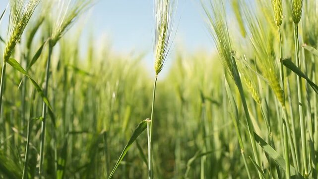 Barley. Beautiful barley field. Land area devoted to barley production. Cultivation of barley. Barley field in the morning.	Ears of barley.


