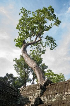 tree on the rock