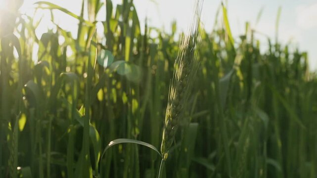 Barley. Beautiful barley field. Land area devoted to barley production. Cultivation of barley. Barley field in the morning.	Ears of barley.

