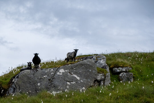 Black and Grey Sheep Standing on Rocky Outcrop in Runde, M&oslash;re og Romsdal, Norway