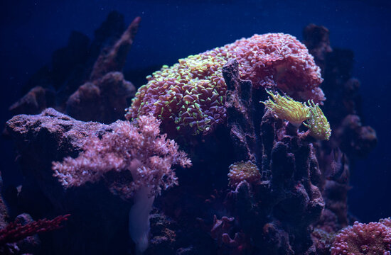 Close-up of a colorful Hammer Coral (Euphyllia) colony with a tropical reef fish swimming above it in a saltwater marine aquarium. Vibrant pink and green coral polyps, blue underwater background