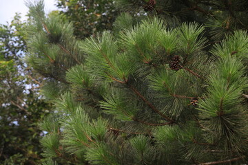 Fototapeta premium Lush green pine branches with cones