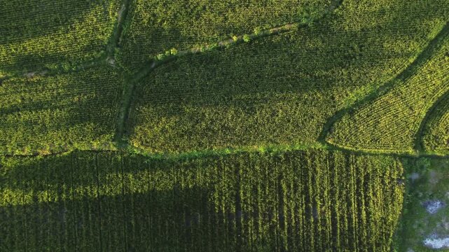 Top view of green rice fields at sunrise in Central Java, Indonesia.