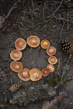 Fungi fairy ring, circle frame made of inverted mushrooms cap on forest ground close up. harvest season, picking fungi. Beautiful image of wild nature, Forest aesthetic. top view