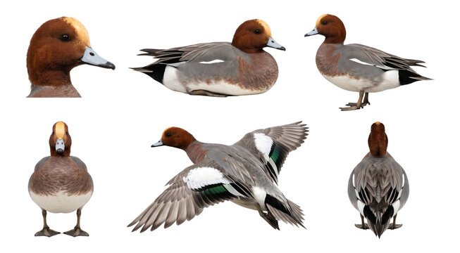 collection of eurasian wigeon (mareca penelope) in perched and flying poses