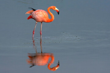 American Flamingo Isabela Island Galapagos © Tomas