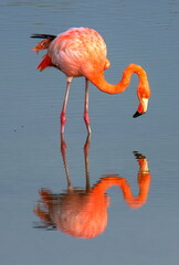 American Flamingo Isabela Island Galapagos © Tomas