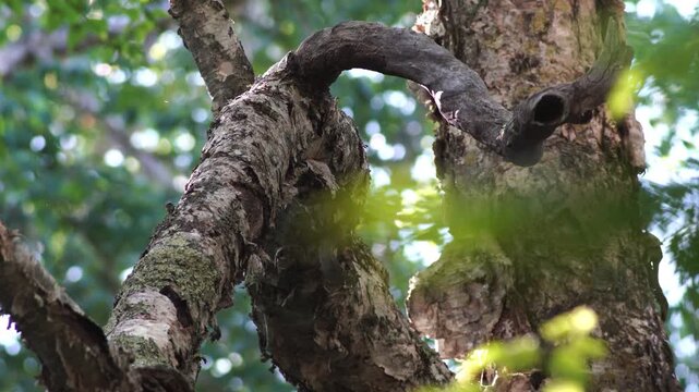 Tree trunk in forest
