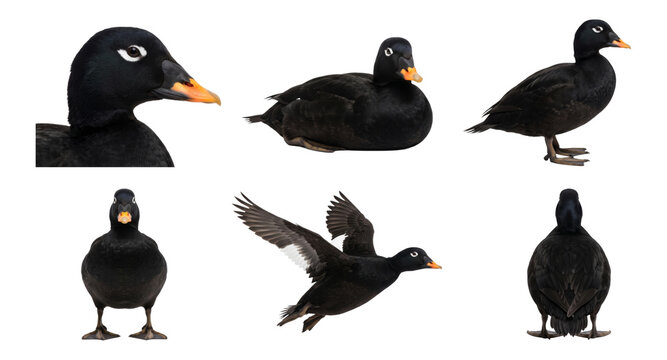 velvet scoter (melanitta fusca) in various poses, from perched to flying