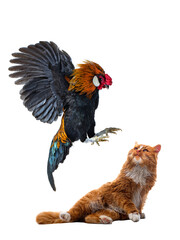 rooster attacking a ginger cat isolated on white background. © fotomaster