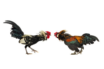 Two aggressive roosters facing each other isolated on white background. © fotomaster