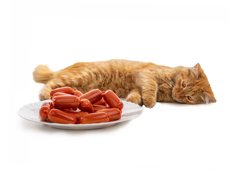  ginger cat near sausages isolated on white background.