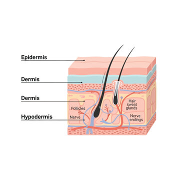Detailed anatomy of biological tissue and subcutaneous layers depicting an essential organ tubuh structure for medical science