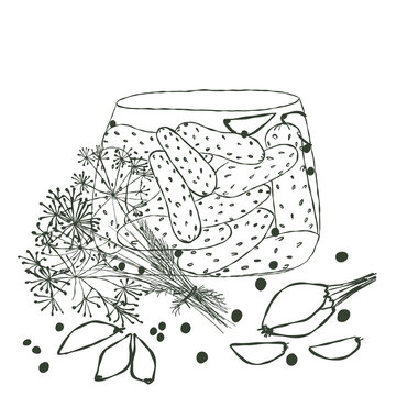 Hand drawn line art sketch of jar with pickled cucumbers, dill and spices isolated on white. Home canning and preservation vector icon.