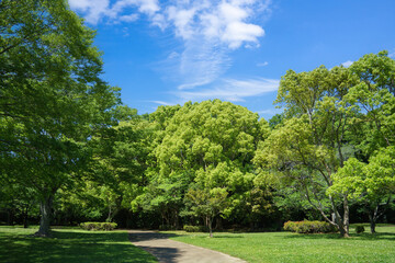 Fototapeta premium 爽やかな公園風景