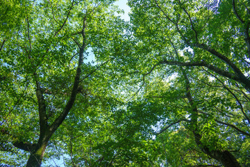Fototapeta premium 爽やかな公園風景