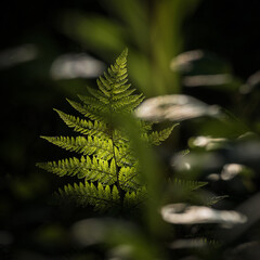 LANDSCAPES OF NATURE - Forest fern in the sunlight © Wojciech Wrzesień