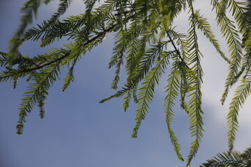 Fototapeta premium Green pine branches against blue sky