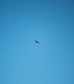 Soaring Bird in a Clear Blue Sky