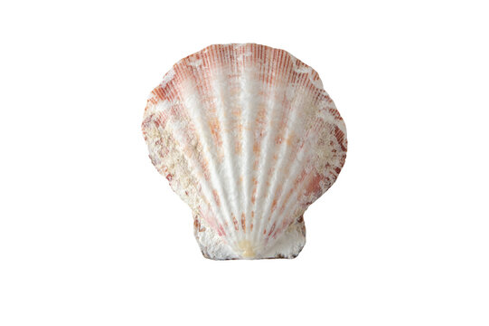 Sea worn scallop shell isolated transparent png top view