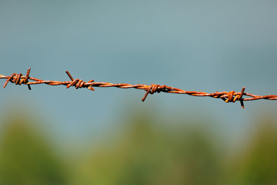 A rusty steel barbed wire on blurred background