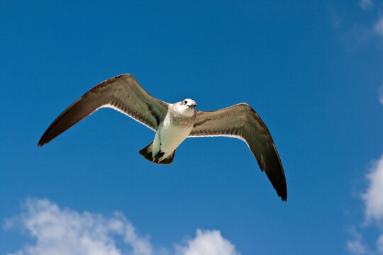 A seagull flying in the air, with one