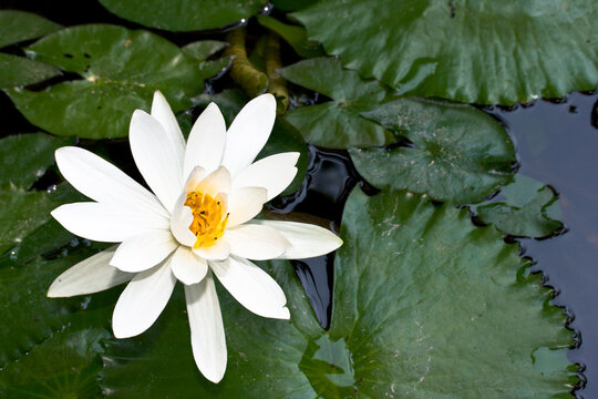 A white water lily in pond