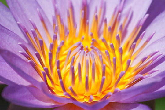 Purple lotus close-up view
