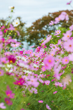Soft Focus Pink and White Cosmos Flowers Blooming in Autumn Field with Soft Light