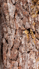 Pine tree bark texture showing rough pattern, natural wood surface for forestry design © MariiaDemchenko