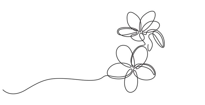 Self drawing animation of single line draw beauty fresh plumeria for wall home decor art print poster. Printable decorative frangipani flower for green park. Continuous line draw. Full length animated