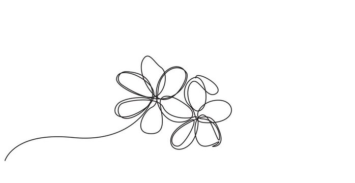 Self drawing animation of single line draw beauty fresh plumeria for wall home decor art print poster. Printable decorative frangipani flower for green park. Continuous line draw. Full length animated