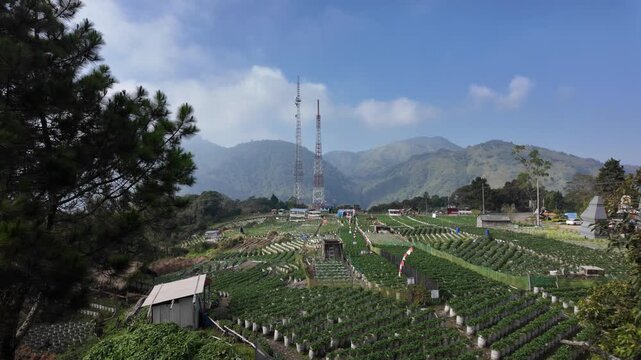 4k video footage of A vast strawberry plantation at the foot of Mount Lawu in the Cemara Sewu area, Magetan, East Java, Indonesia, with the Mongkrang Hills in the background during the morning.