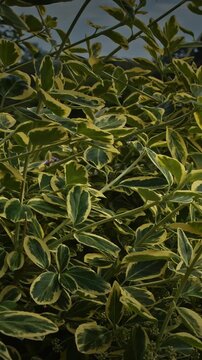 Euonymus fortunei. The shrub features vibrant green leaves with broad, striking golden-yellow margins. The foliage is dense, glossy, and leathery.