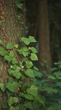 Thick Green Ivy Vines Climbing Up Old Tree Trunk in Dense Forest