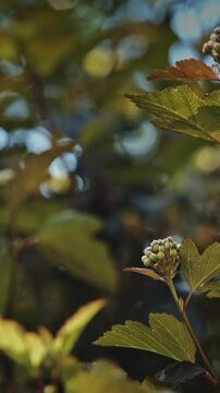 Dark Burgundy Foliage and Flower Buds of Physocarpus Opulifolius Diabolo