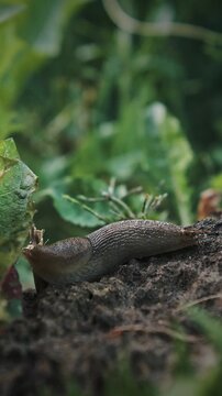 Deroceras agreste is a species of air-breathing land slug in the family Agriolimacidae
