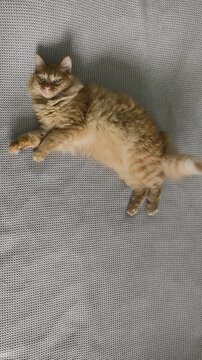 adorable fluffy cat plays and sleeps among soft fabrics, capturing innocent curiosity and tender moments perfect for greeting cards, childrens books touching advertising materials. Obesity in cats.