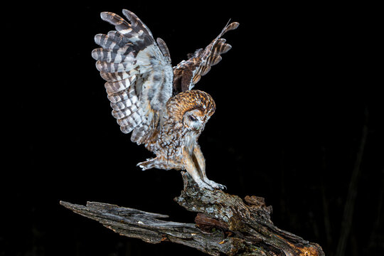 Tawny Owl entering his log